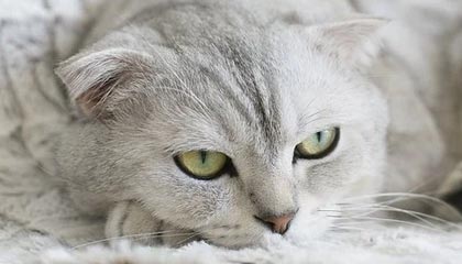 黑料网app：我把明星黑料教你识别了15次：结论：先看入口变化再下判断